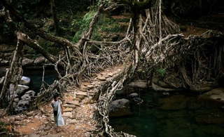 Illustration for article titled Living Bridges in NorthEast India